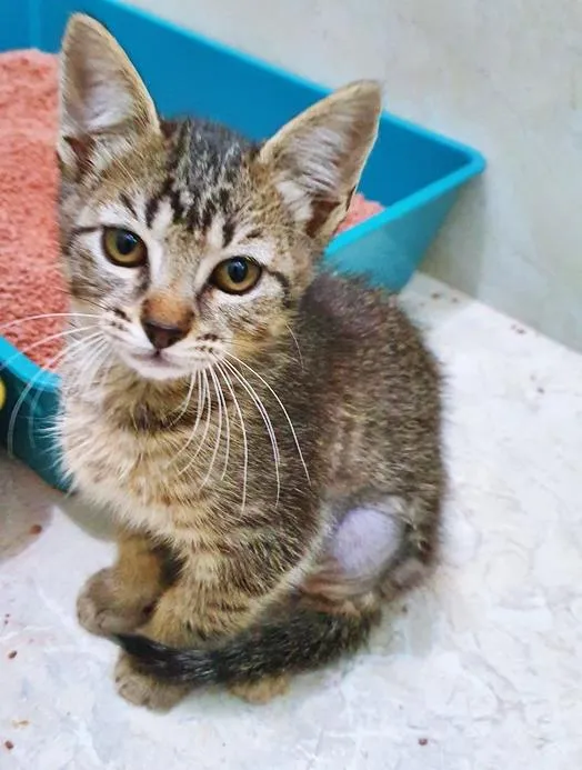 Gato raça SRD-ViraLata idade 2 a 6 meses nome BIA TIGRADA