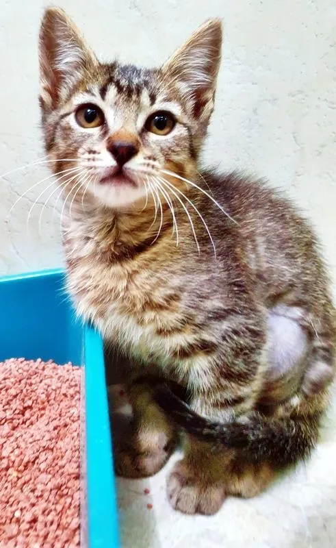 Gato raça SRD-ViraLata idade 2 a 6 meses nome BIA TIGRADA