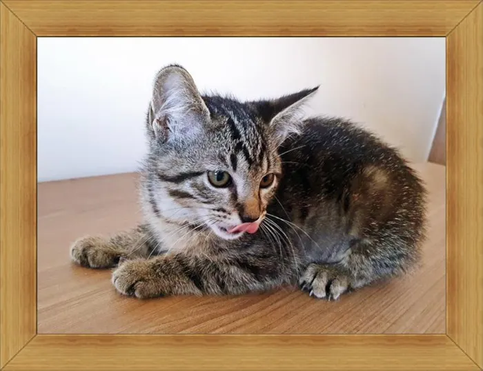 Gato raça SRD-ViraLata idade 2 a 6 meses nome BIA TIGRADA