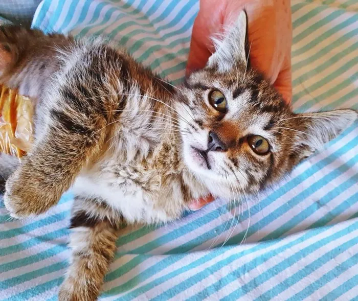 Gato raça SRD-ViraLata idade 2 a 6 meses nome BIA TIGRADA