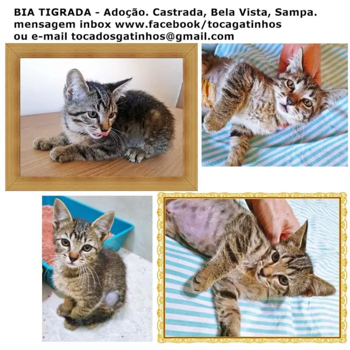 Gato raça SRD-ViraLata idade 2 a 6 meses nome BIA TIGRADA