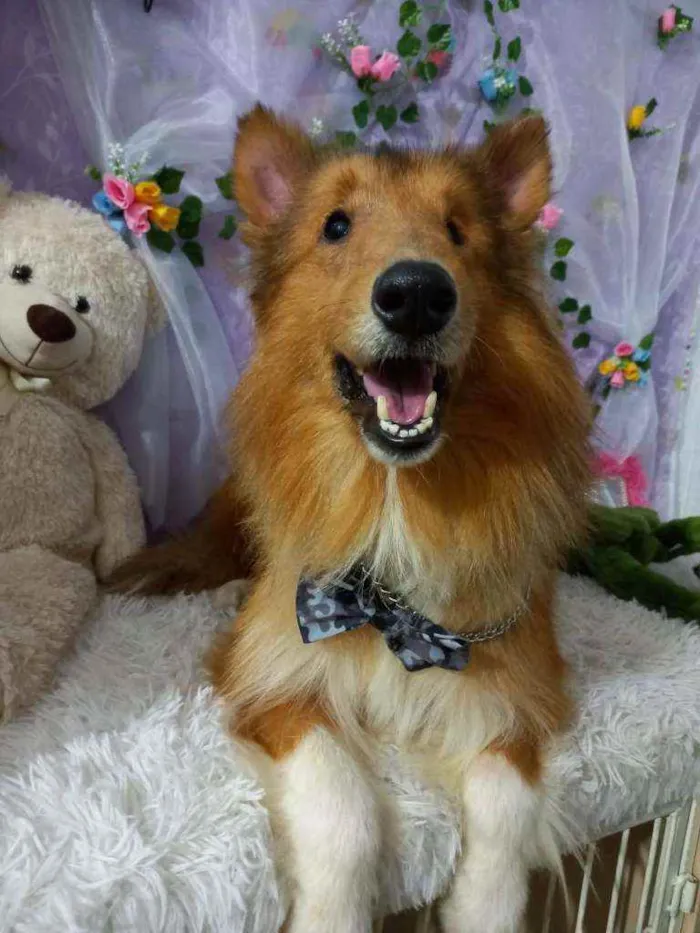 Cachorro ra a SRD idade 2 anos nome Lord