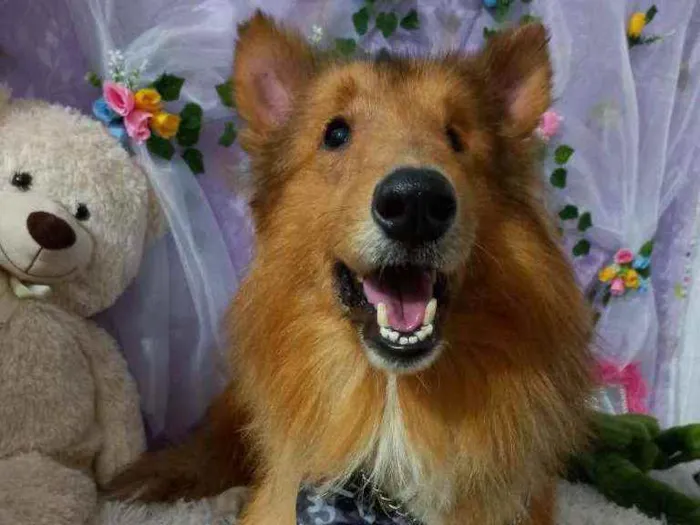 Cachorro ra a SRD idade 2 anos nome Lord