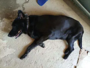 Cachorro raça Labradora idade 3 anos nome  sem identificação