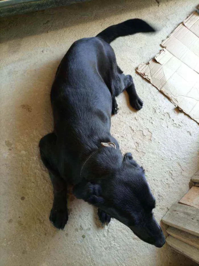 Cachorro ra a Labradora idade 3 anos nome  sem identificação