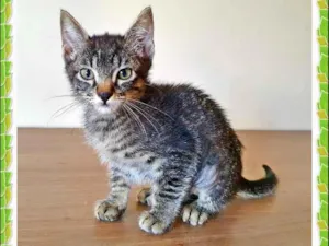 Gato raça SRD-ViraLata idade 2 a 6 meses nome BELA TIGRADA