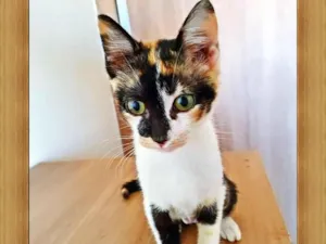 Gato raça SRD-ViraLata idade 2 a 6 meses nome TÁBATA TRICOLOR