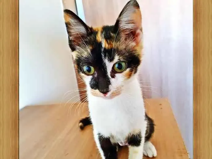 Gato raça SRD-ViraLata idade 2 a 6 meses nome TÁBATA TRICOLOR