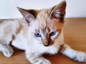 Gato raça SRD-ViraLata idade 2 a 6 meses nome ANA MIX