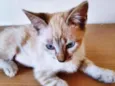 Gato raça SRD-ViraLata idade 2 a 6 meses nome ANA MIX