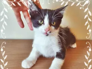 Gato raça SRD-ViraLata idade 2 a 6 meses nome FILIPA FRAJOLA