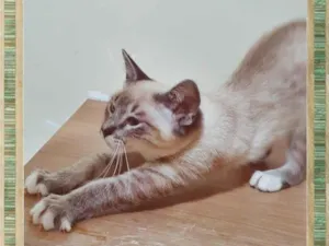 Gato raça SRD-ViraLata idade 2 a 6 meses nome TONINHO MIX