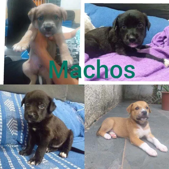 Cachorro ra a  idade Abaixo de 2 meses nome Filhotes com 1 mês