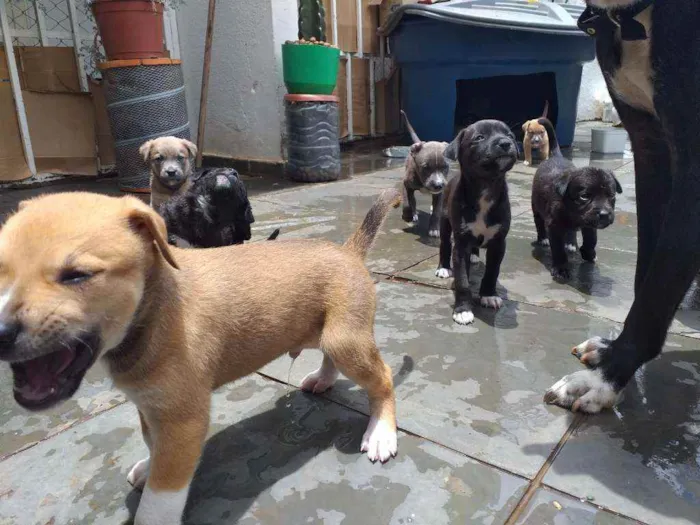 Cachorro ra a  idade Abaixo de 2 meses nome Filhotes com 1 mês