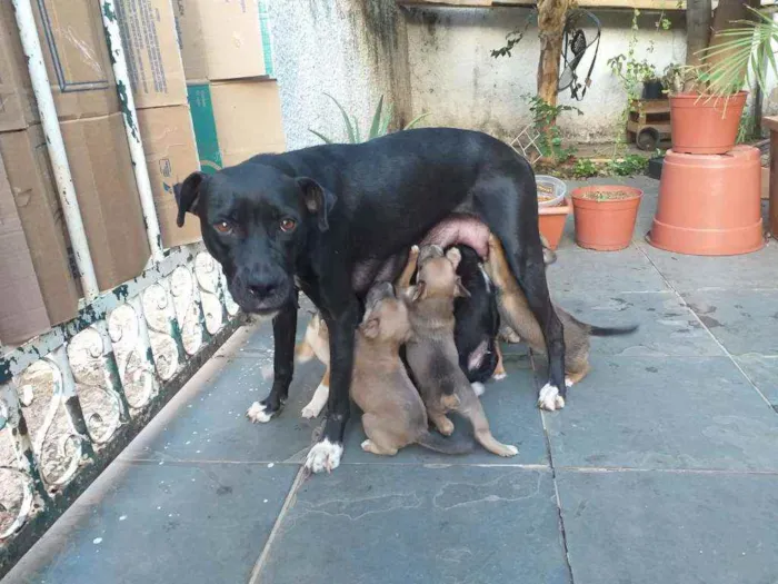 Cachorro ra a  idade Abaixo de 2 meses nome Filhotes com 1 mês