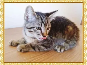 Gato raça SRD-ViraLata idade 2 a 6 meses nome BIA TIGRADA