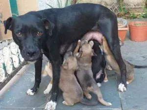 Cachorro raça  idade Abaixo de 2 meses nome Filhotes com 1 mês