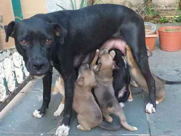 Cachorro ra a  idade Abaixo de 2 meses nome Filhotes com 1 mês