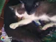 Cloe, Apollo, Helena