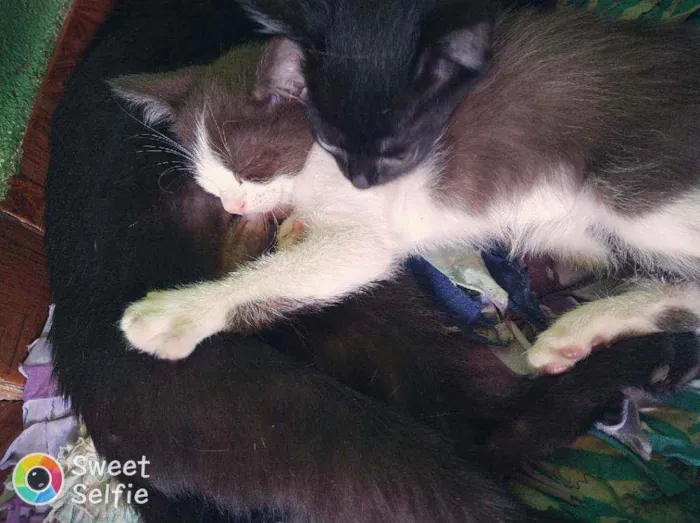 Gato ra a Sem raça definida idade 2 a 6 meses nome Cloe, Apollo, Helena