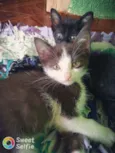 Cloe, Apollo, Helena