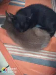 Cloe, Apollo, Helena