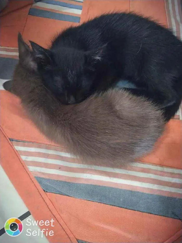 Gato ra a Sem raça definida idade 2 a 6 meses nome Cloe, Apollo, Helena