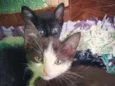 Cloe, Apollo, Helena