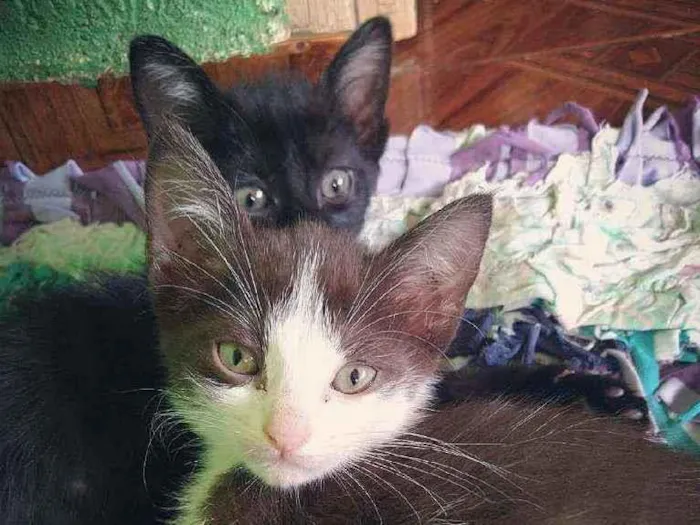 Gato ra a Sem raça definida idade 2 a 6 meses nome Cloe, Apollo, Helena