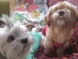 Luna e Theo 