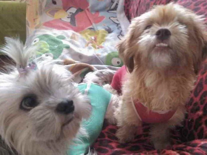 Cachorro ra a Mesticos  idade 2 anos nome Luna e Theo 