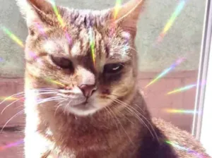 Gato raça Srd idade 2 anos nome Ruivo 