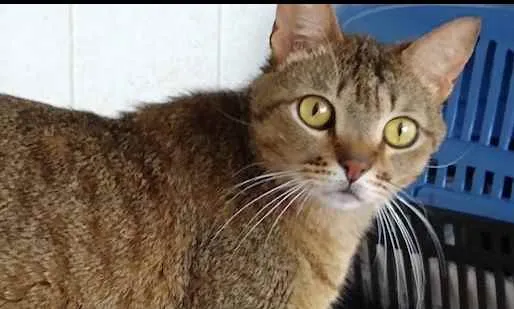 Gato raça Srd idade 2 anos nome Ruivo 