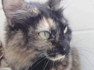 Gato raça Srd idade 2 anos nome Menina 