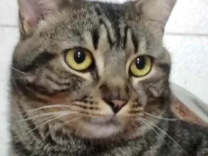 Gato raça Srd idade 1 ano nome Tom gorduchinho 