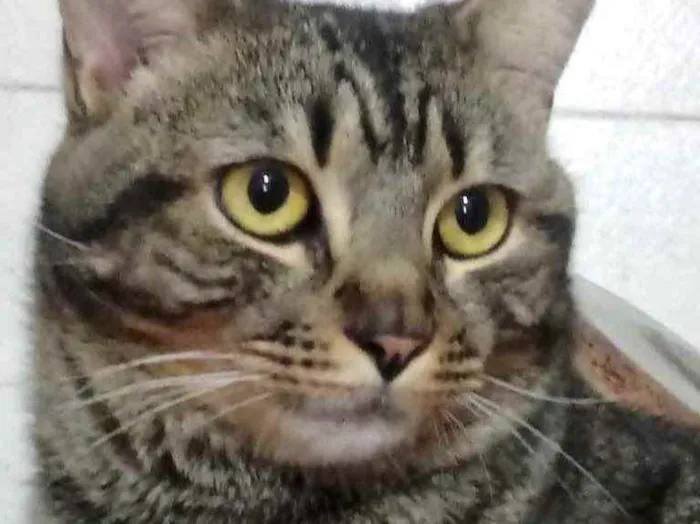 Gato raça Srd idade 1 ano nome Tom gorduchinho 