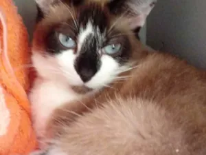 Gato raça Srd idade 2 anos nome Branca 