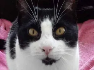 Gato raça Srd idade 1 ano nome Pitoco fofinho 