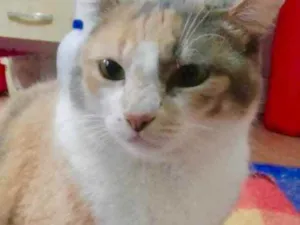 Gato raça Srd idade 1 ano nome Fumaça 