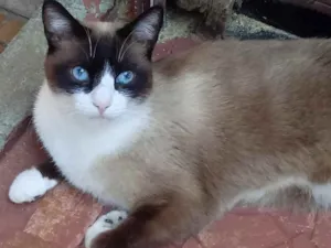 Gato raça Srd idade 1 ano nome Bolacha 
