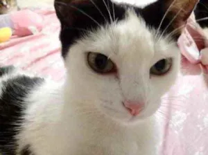 Gato raça Srd idade 1 ano nome Cherry