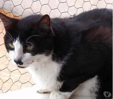 Gato raça Srd idade 3 anos nome Diego