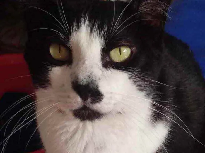 Gato raça Srd idade 3 anos nome Diego