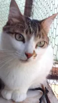 Gato raça Srd idade 2 anos nome Branquinho 