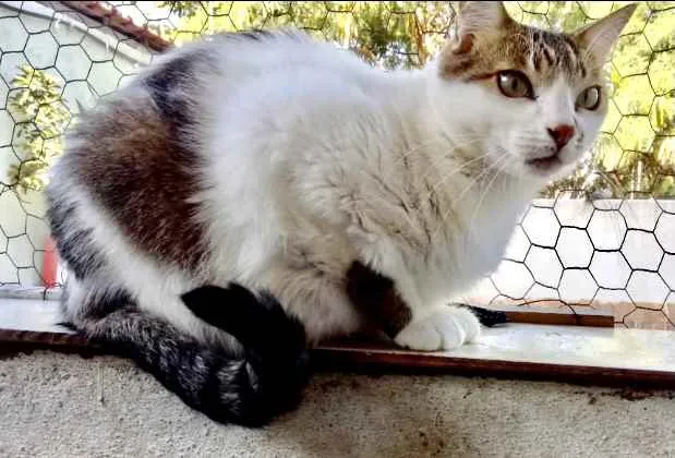 Gato raça Srd idade 2 anos nome Branquinho 