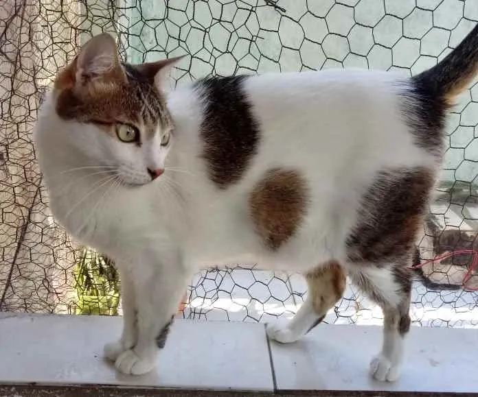 Gato raça Srd idade 2 anos nome Branquinho 