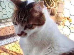 Gato raça Srd idade 2 anos nome Branquinho 