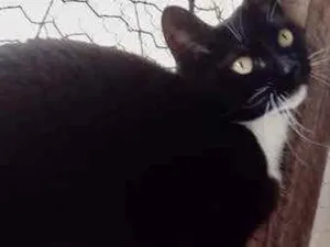 Gato raça Srd idade 2 anos nome Ariane