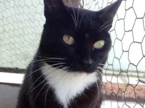 Gato raça Srd idade 1 ano nome Gigi