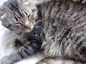 Gato raça Srd idade 2 anos nome Raja